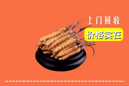 哈尔滨依兰县回收冬虫夏草
